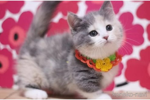 成約済の東京都のマンチカン(短足)-100922の2枚目