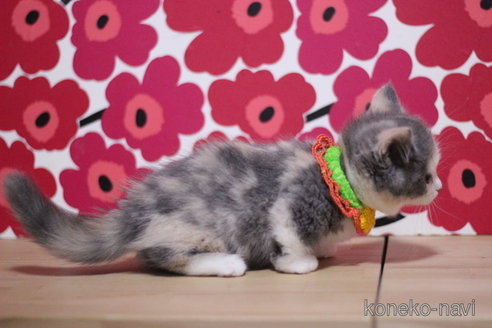 成約済の東京都のマンチカン(短足)-100922の4枚目