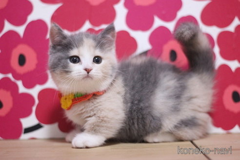 成約済の東京都のマンチカン(短足)-100922の3枚目