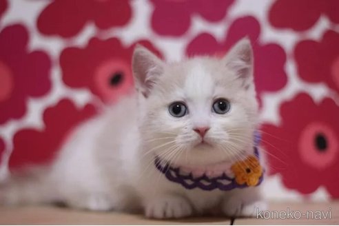 成約済の東京都のマンチカン(短足)-100923の3枚目