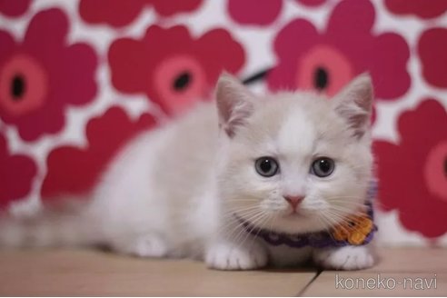 成約済の東京都のマンチカン(短足)-100923の4枚目