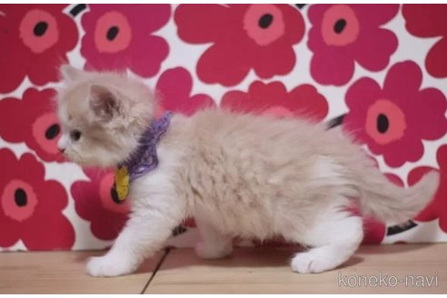 成約済の東京都のマンチカン-100924の3枚目