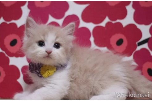 成約済の東京都のマンチカン-100924の2枚目