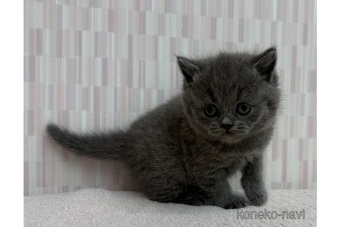 成約済の千葉県のブリティッシュショートヘア-100925の2枚目