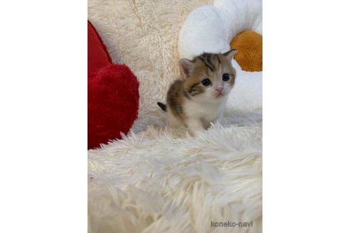 成約済の大阪府のスコティッシュフォールド-100929の3枚目