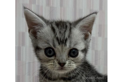 成約済の千葉県のアメリカンショートヘア-99117の3枚目