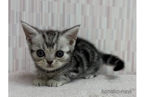 成約済の千葉県のアメリカンショートヘア-99117の2枚目