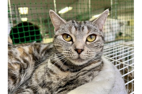 成約済の千葉県のアメリカンショートヘア-51824の4枚目