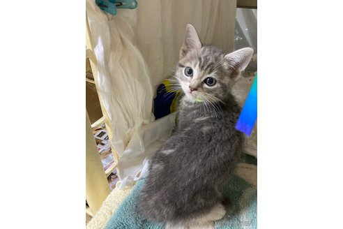 成約済の神奈川県のマンチカン-98693の3枚目