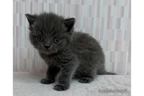成約済の千葉県のブリティッシュショートヘア-100950の3枚目