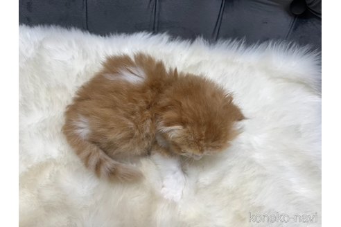 成約済の鹿児島県のスコティッシュフォールド(折れ耳)-100957の2枚目