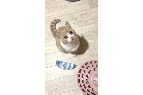 成約済の東京都のマンチカン-95415の2枚目