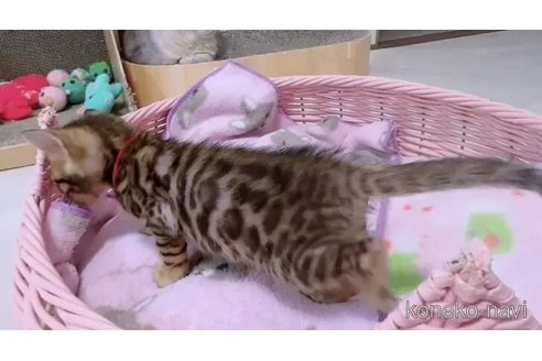 成約済の京都府のベンガル-100976の5枚目