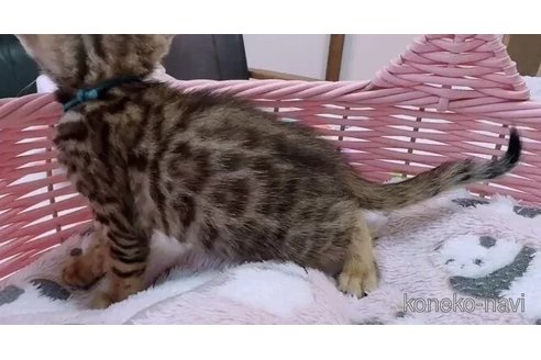 成約済の京都府のベンガル-100978の3枚目