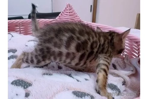 成約済の京都府のベンガル-100978の4枚目