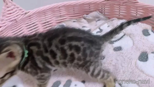 成約済の京都府のベンガル-100981の3枚目