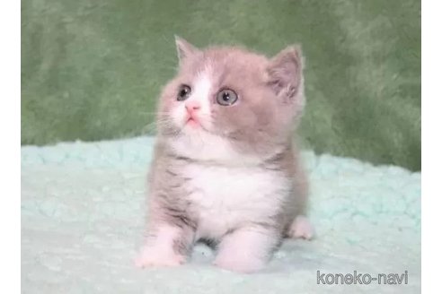 成約済の滋賀県のブリティッシュショートヘア-100997の2枚目