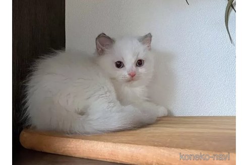 成約済の埼玉県のラグドール-101019の2枚目