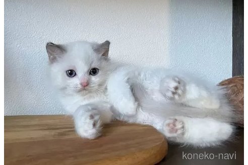 成約済の埼玉県のラグドール-101019の3枚目