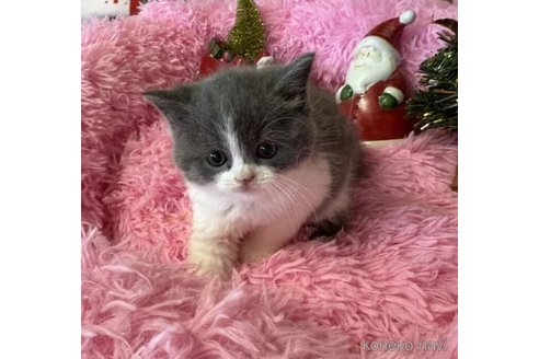 成約済の群馬県のスコティッシュフォールド-101045の2枚目