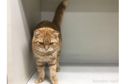 成約済の山形県のスコティッシュフォールド(折れ耳)-91265の3枚目