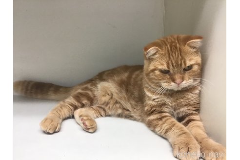 成約済の山形県のスコティッシュフォールド(折れ耳)-91265の2枚目
