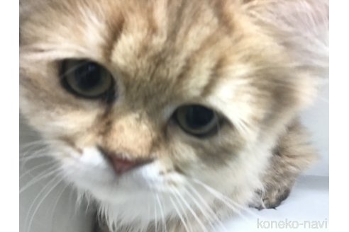 成約済の山形県のペルシャ(チンチラ)-91274の3枚目