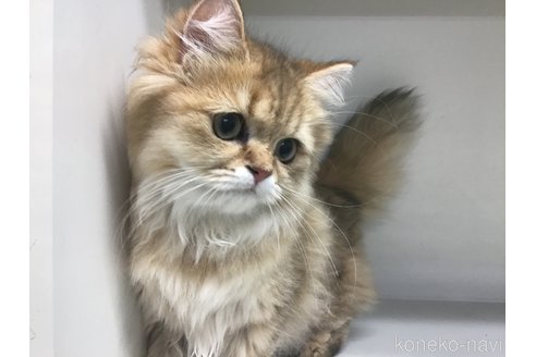 成約済の山形県のペルシャ(チンチラ)-91274の2枚目