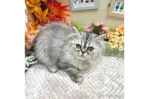 販売中の広島県のミヌエット-91327の9枚目