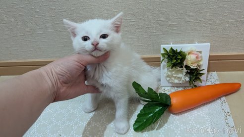 成約済の広島県のその他の猫種-97410の38枚目