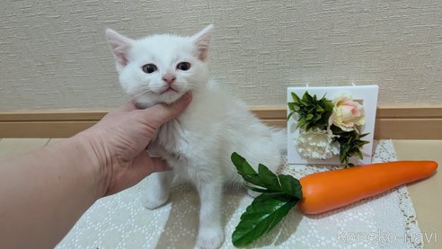 成約済の広島県のその他の猫種-97410の37枚目