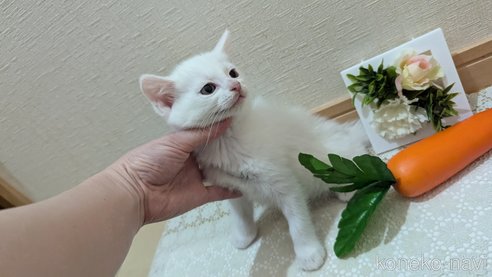 成約済の広島県のその他の猫種-97410の34枚目