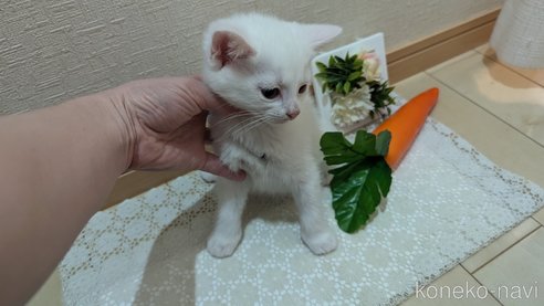 成約済の広島県のその他の猫種-97410の35枚目