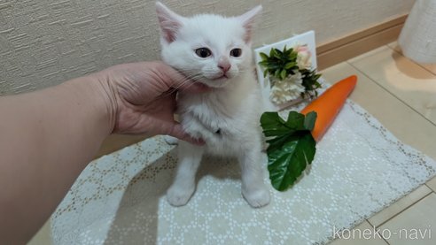 成約済の広島県のその他の猫種-97410の36枚目