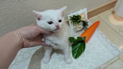 成約済の広島県のその他の猫種-97410の31枚目
