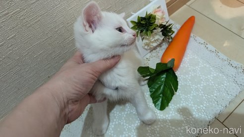 成約済の広島県のその他の猫種-97410の32枚目