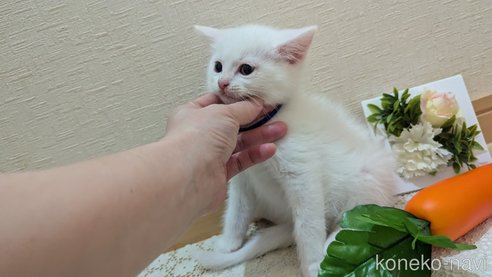 成約済の広島県のその他の猫種-97411の99枚目