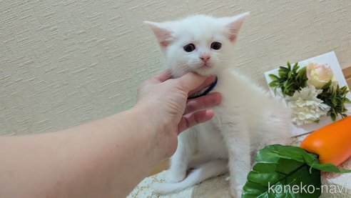 成約済の広島県のその他の猫種-97411の100枚目