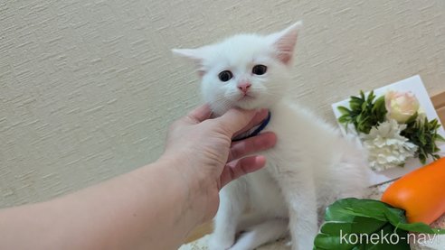 成約済の広島県のその他の猫種-97411の97枚目