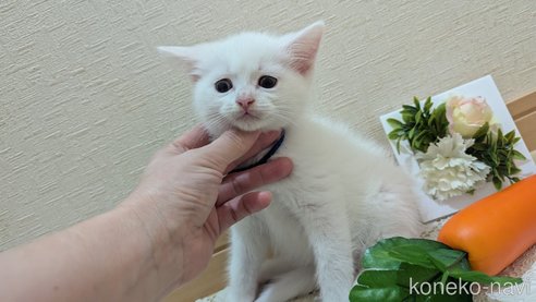 成約済の広島県のその他の猫種-97411の98枚目