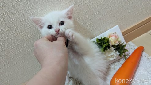 成約済の広島県のその他の猫種-97411の96枚目
