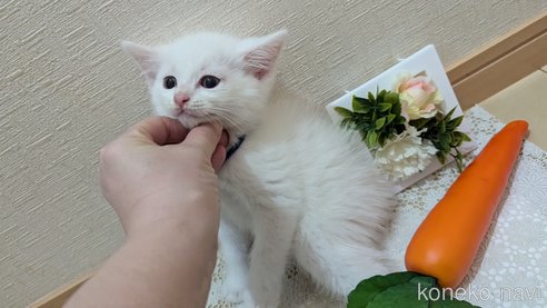 成約済の広島県のその他の猫種-97411の95枚目
