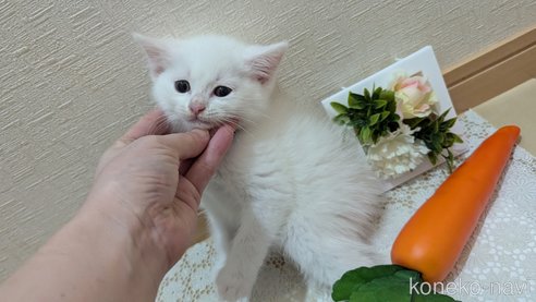 成約済の広島県のその他の猫種-97411の94枚目