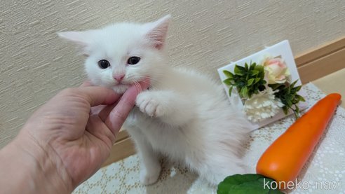 成約済の広島県のその他の猫種-97411の92枚目
