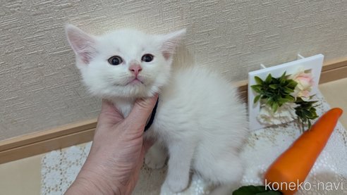 成約済の広島県のその他の猫種-97411の93枚目