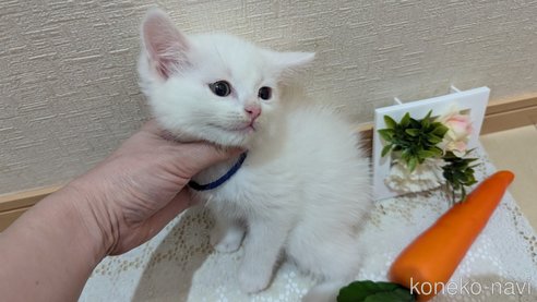 成約済の広島県のその他の猫種-97411の91枚目