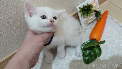 成約済の広島県のその他の猫種-97411の89枚目