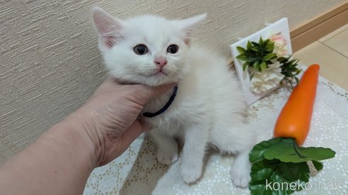 成約済の広島県のその他の猫種-97411の90枚目