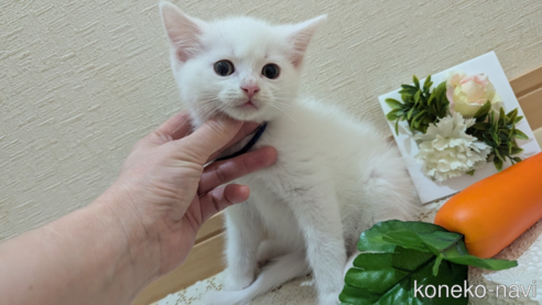 成約済の広島県のその他の猫種-97411の88枚目
