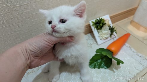 成約済の広島県のその他の猫種-97409の41枚目